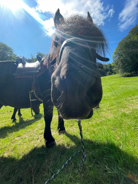 Un mulo scuro sellato guarda da vicino l’obiettivo, dietro un prato e il cielo azzurro