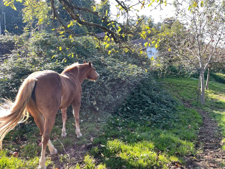 Un alezan dans un verger, dans la lumière d'automne