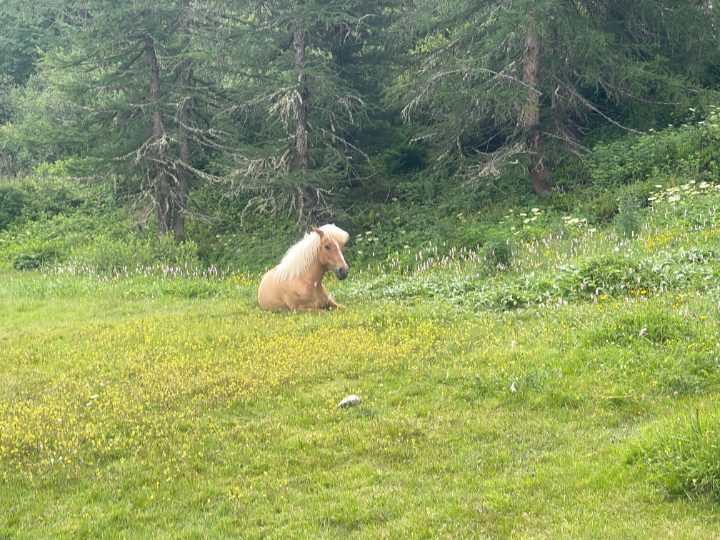 Un pony chiaro è sdraiato in un pascolo alpino pieno di fiori gialli, dietro degli abeti